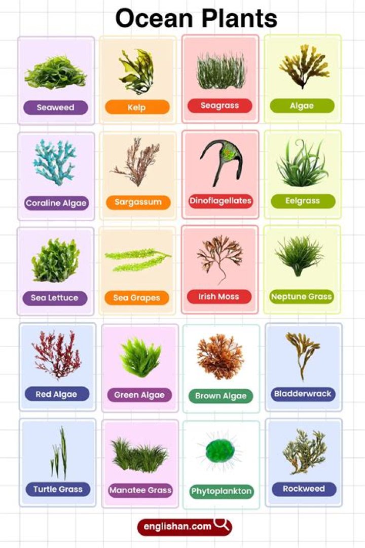 Ocean Vegetation Types: Exploring the Diverse Marine Plant Life